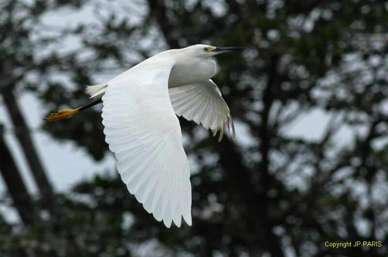Egretta thula